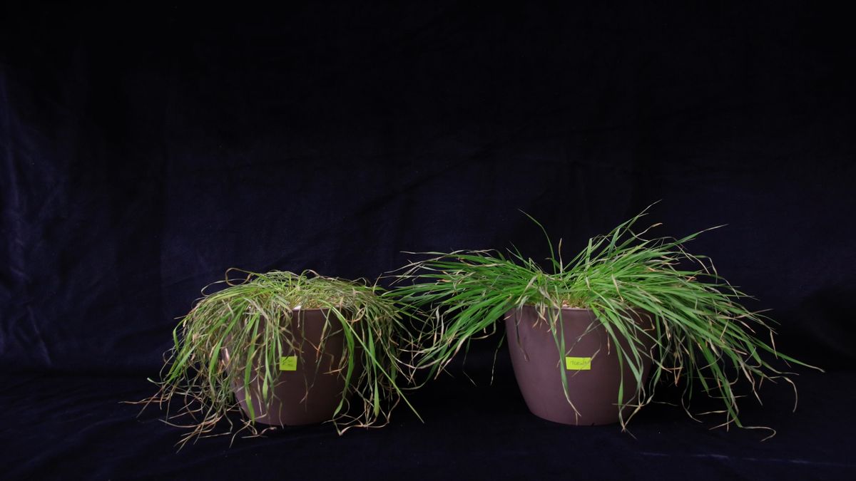 Češi vyvinuli biostimulátor, který snižuje spotřebu hnojiv v zemědělství